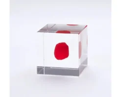 Discount MIYA Company Sola Cube Huayruro Seed